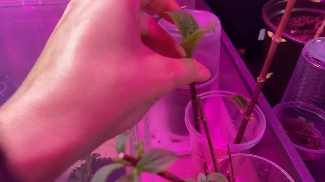 2.04 Как изменились укоренившиеся почки гортензий, обзор гортензий из Подворье и Экзотик-Флора? смотреть онлайн