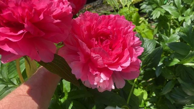 Пион peony Rose Heart смотреть онлайн