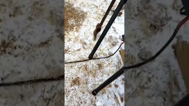 Теперь точно хватит, последняя аббиссинка в сезоне, напор пушка смотреть онлайн