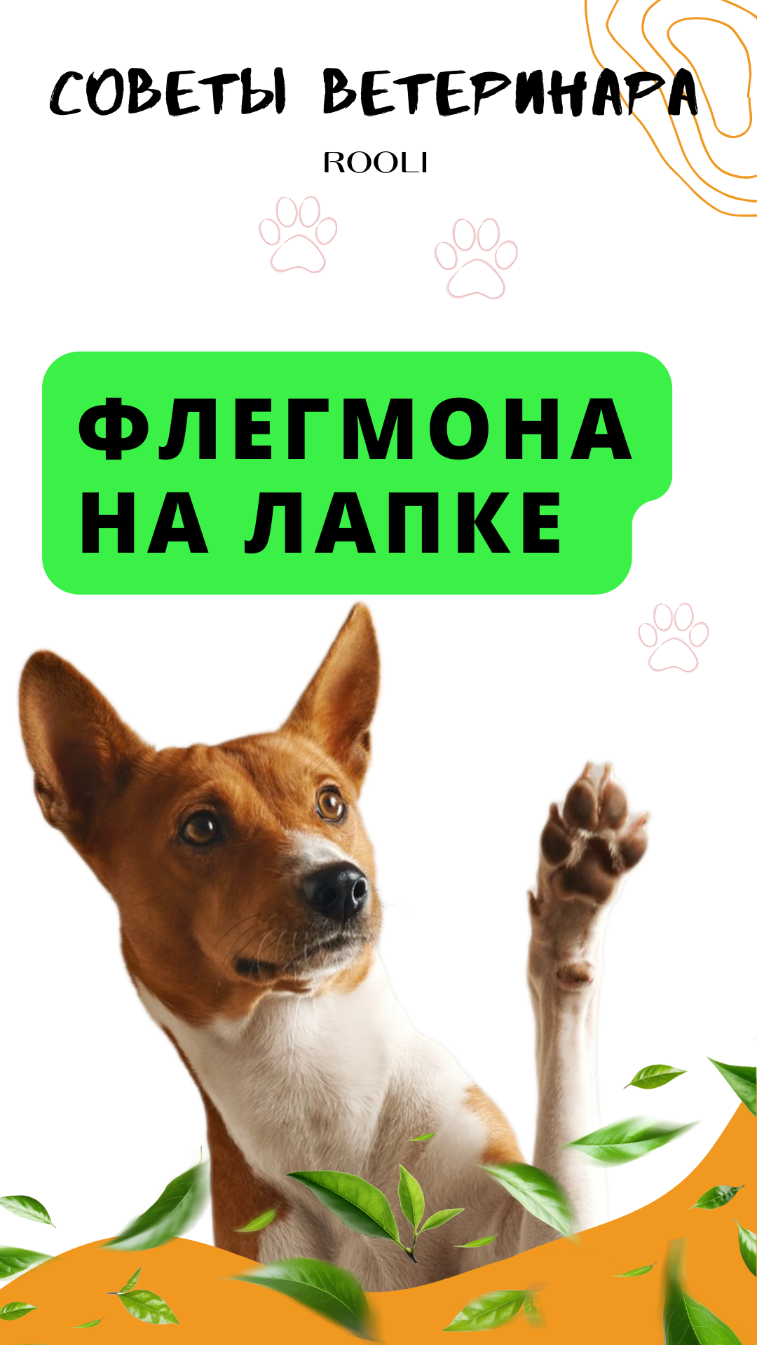 Флегмона на лапке у собаки. смотреть онлайн