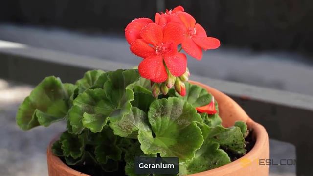 Learn the Names of 62 Common Flowers in English смотреть онлайн