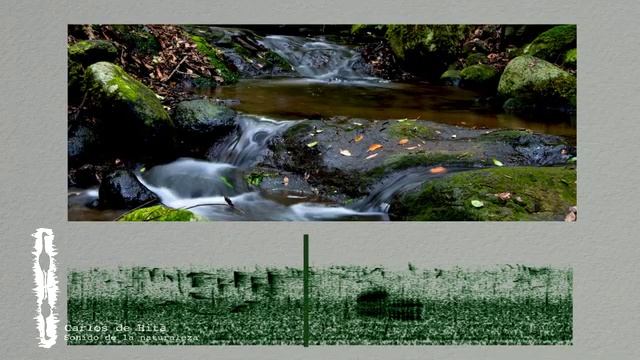 El sonido de los Parques Nacionales. Garajonay смотреть онлайн