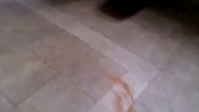 Бульдог один дома:) Bulldog home alone смотреть онлайн