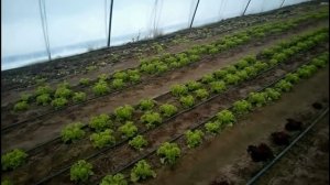 Салат Левистро,Кармеси,Руксай   финал эксперемента