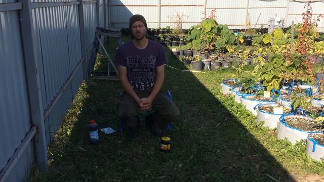 Как повысить морозостойкость Павловнии? смотреть онлайн