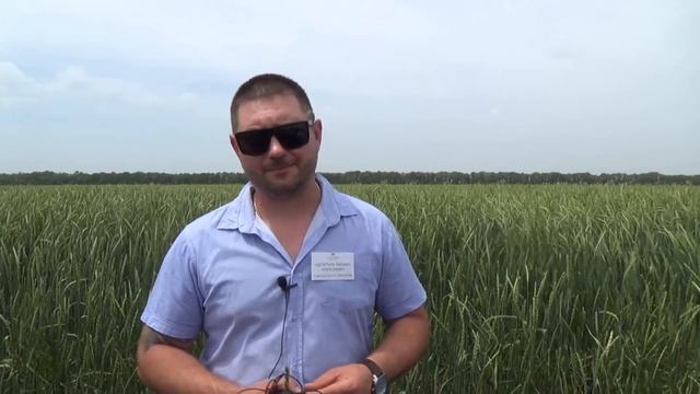 Выращивание спельты: День органического земледелия в «Био-хуторе Петровском» смотреть онлайн