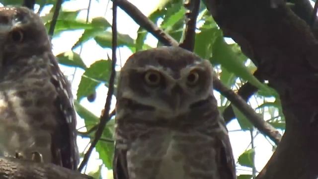 Мохноногий сыч - Aegolius funereus смотреть онлайн