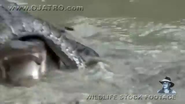 Python vs Alligator 09 - Real Fight - Python attacks Alligator смотреть онлайн