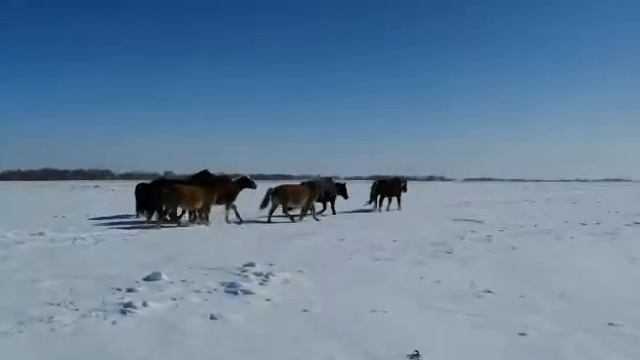 Снег стал твердым после дождя, жеребец ведёт табун где мягкий снег. смотреть онлайн