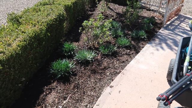 Planting MORE Cabbage & Alliums + Placing The New Trees! 🌳🌳🌳 // Garden Answer