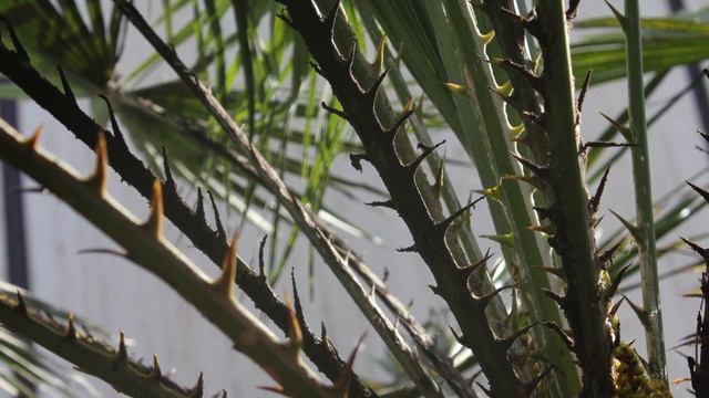 Chamaerops humilis - European Fan Palm; Mediterranean Fan Palm смотреть онлайн