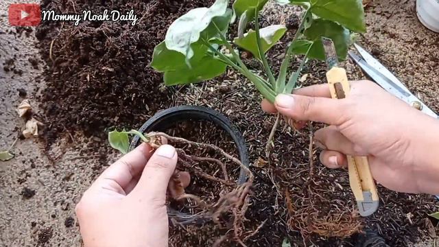 CARA MEMPERBANYAK SYNGONIUM GREENSPLASH || PROPAGATION смотреть онлайн