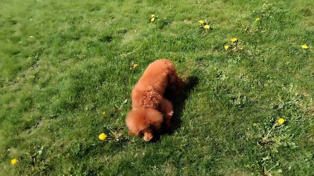 Настала эра пуделей