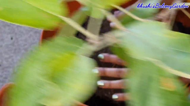 पौधे को रिपोट कब करें? कैसे पता करें ?Tips for Repotting plant смотреть онлайн