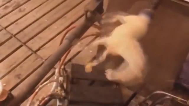 ТОП ПЛАНЕТЫ САМОЕ НЕВЕРОЯТНОЕ, ЗАВАРАЖИТЕЛЬНОЕ, КРАСИВОЕ, ПРИКОЛЬНОЕ ВИДЕО МИРА 2016 # 9 смотреть онлайн