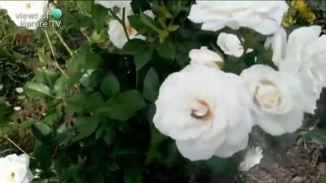 РОЗЫ БЕЛЫЕ - прекрасный розовый куст смотреть онлайн