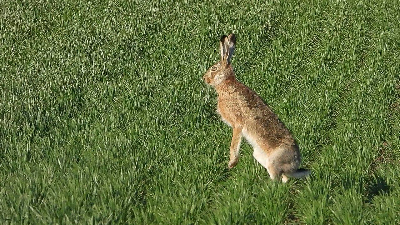 Поднял зайца, но не разбудил)) смотреть онлайн