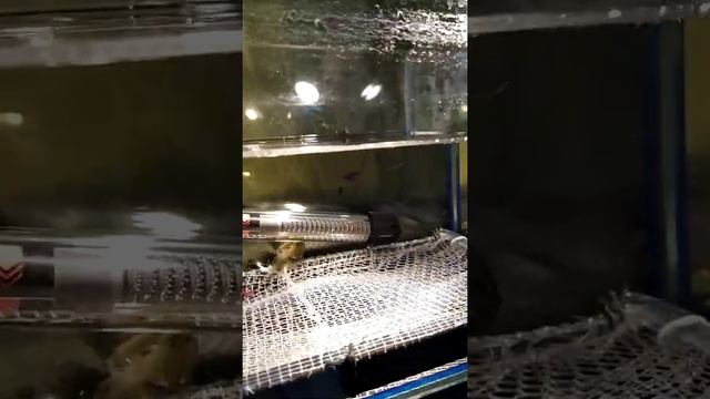 Отсаживаю огненных барбусов на нерест. смотреть онлайн