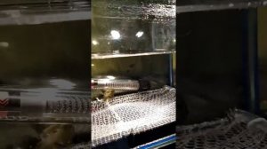 Отсаживаю огненных барбусов на нерест.