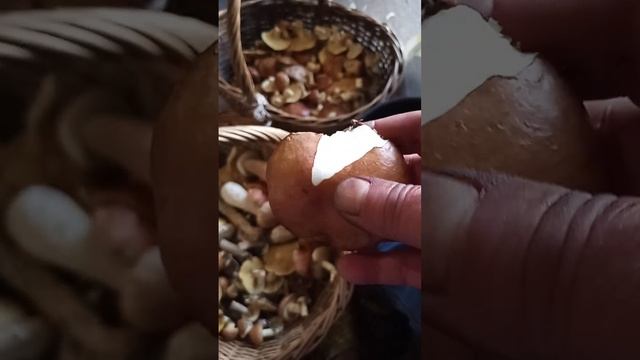 Как чистить грибы маслята смотреть онлайн