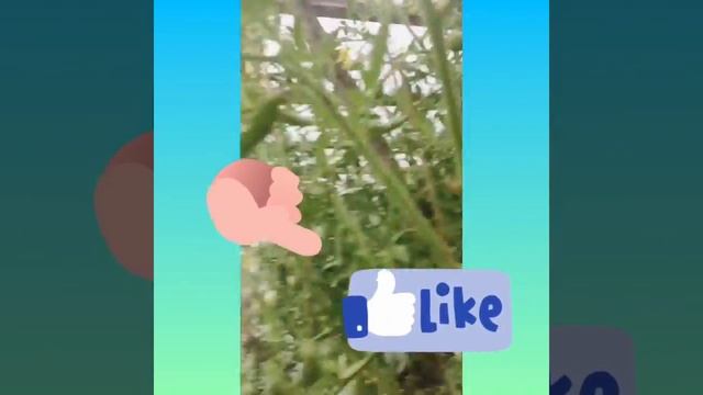 Рум тур по даче . Утки и куры ? смотреть онлайн