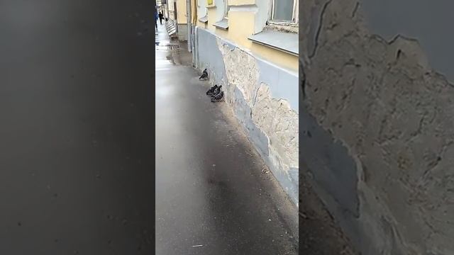 Голуби жрут дом!! Кто там про бакланов и стадион шутил? смотреть онлайн