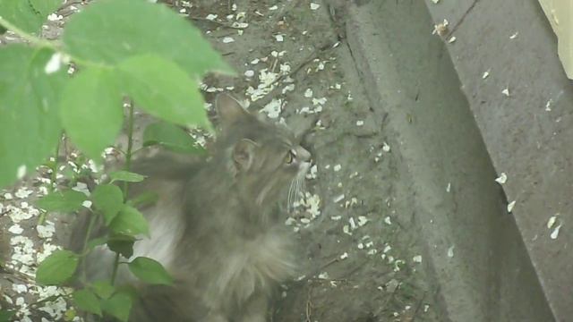 Дача. Заботливая красивая мама-кошка с милыми котятами. Первый выход пушистой и гладкошерстной смотреть онлайн