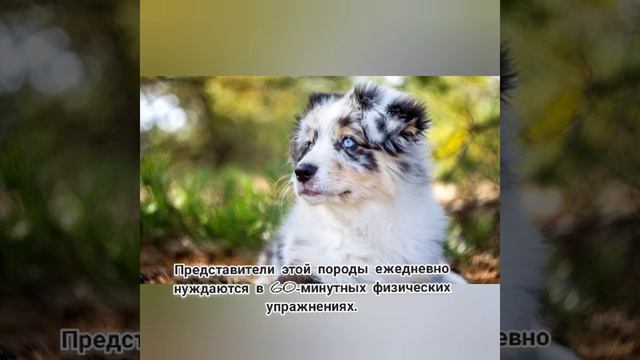 Австралийская овчарка/аусси. Все о породе Австралийская овчарка смотреть онлайн