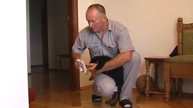 Як помити лапи? смотреть онлайн
