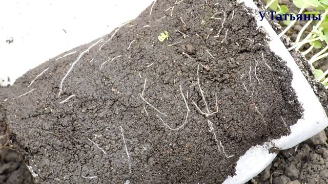 Базилик. Как пикировать рассаду базилика. Базилик выращивание из семян в улитке.