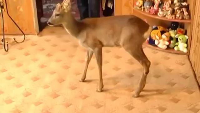 с Осоивка учитель нашол косулю смотреть онлайн