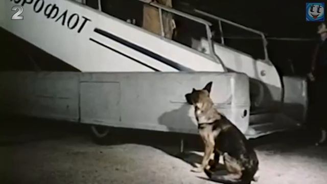 Собаку не пустили с хозяином в самолёт, и она ждала его два года. смотреть онлайн