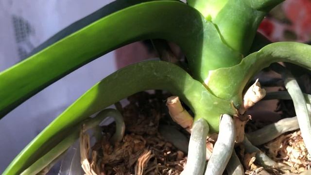 #Орхидеи. Орхидея Starfish Морская Звезда. Изумительная яркая красавица. смотреть онлайн