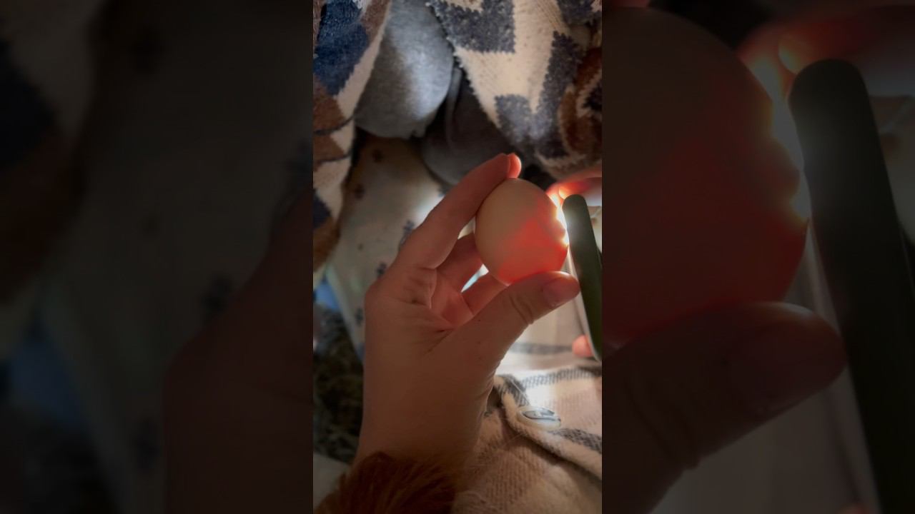 Делаем УЗИ куриным яйцам | ЦЫПЛЯТА #деревенскаяжизнь #фермадетилеса #куры #жизньвдеревне #shorts