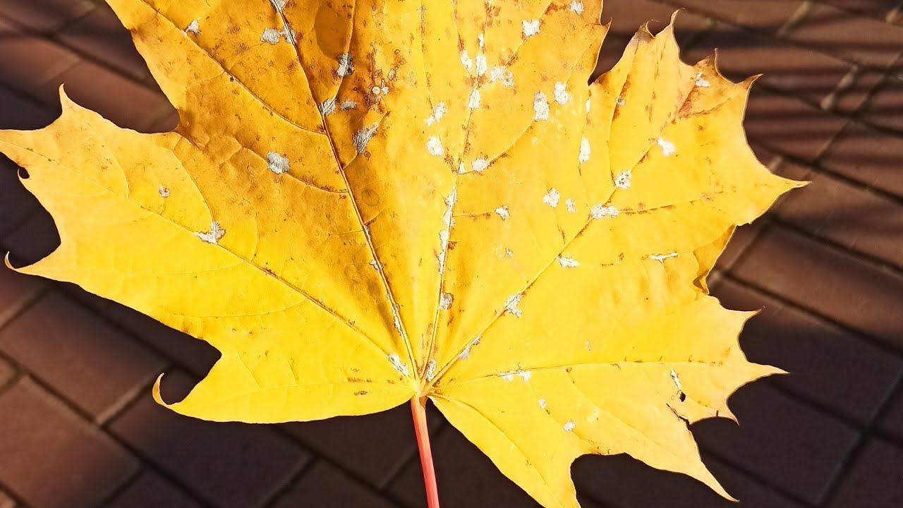 Давайте Поболтаем.