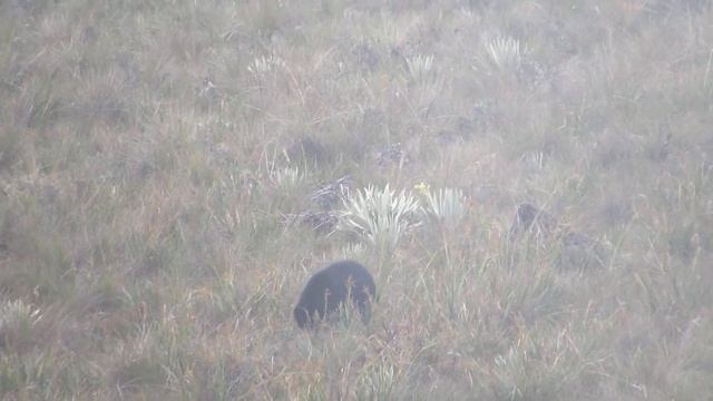 Tremarctos ornatus / Oso de Anteojos o Andino / Spectacled Bear смотреть онлайн