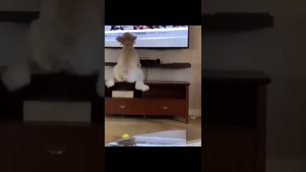 Когда поставил на лошадь последние деньги )))))) смотреть онлайн