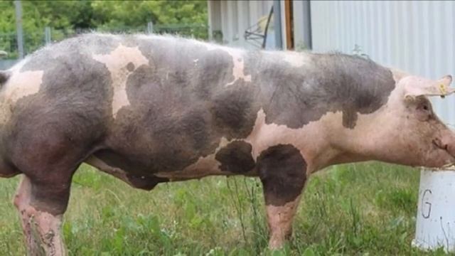 Де купити свиней в Україні? Ландрас, Дюрок, Велика біла та інші | Куркуль смотреть онлайн