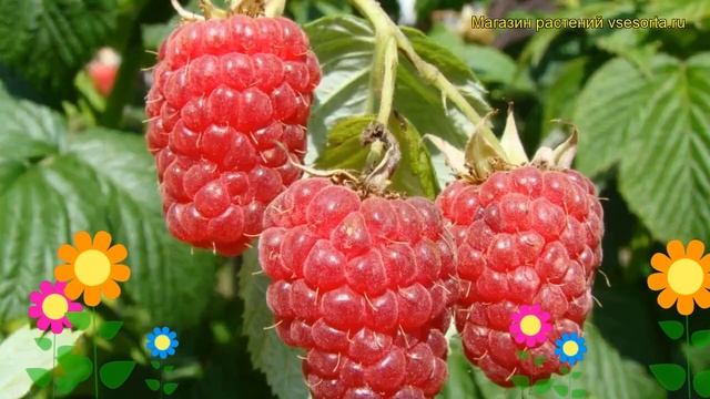 Малина обыкновенная Бабье лето 2. Краткий обзор, описание характеристик Babie Leto смотреть онлайн