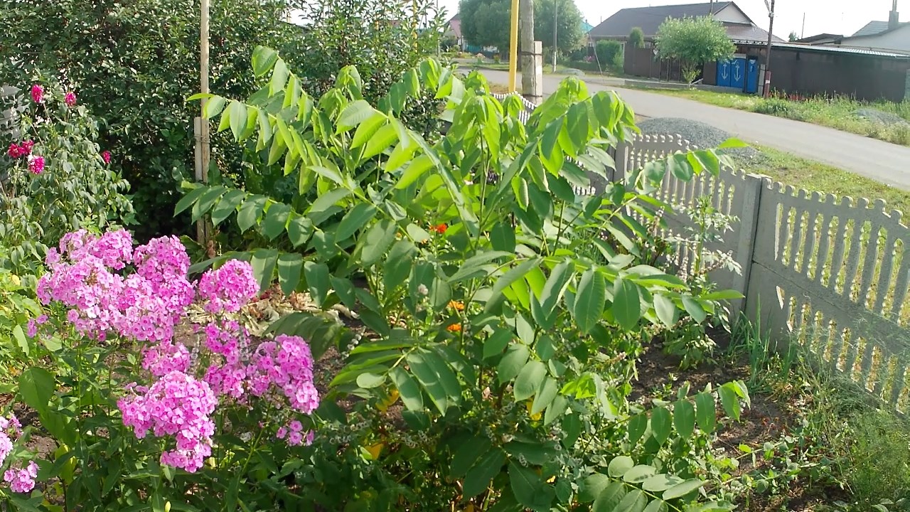 Сердцевидный орех из питомника Орешка в августе 2022г. Садил орех однолетним саженцем в 2019г. смотреть онлайн