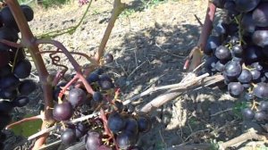 Звезда Шао на 29.07.22г.