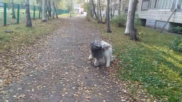 Королевские пуделя смотреть онлайн