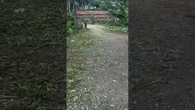 Honda Brush Cutter UMK450T | subscribe more videos смотреть онлайн