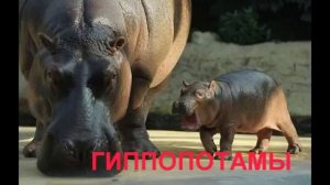 Дикие животные и птицы АФРИКИ со звуками - видео для детей