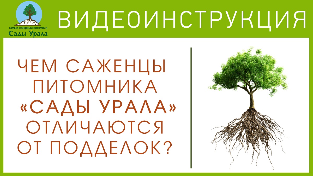 Чем саженцы питомника «Сады Урала» отличаются от подделок? смотреть онлайн