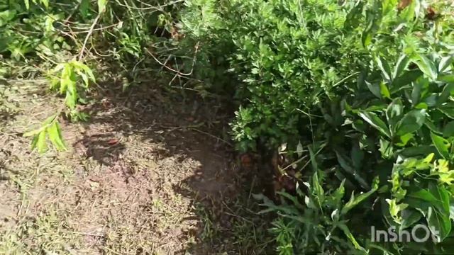 Тутовник/ Мошка/ и прочие прелести ДАЧИ смотреть онлайн