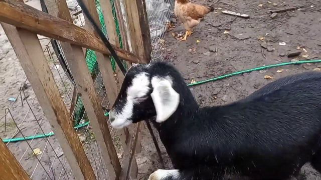 Коза Умная Маня ,но очень упрямые козы ,когда мама приезжает. смотреть онлайн