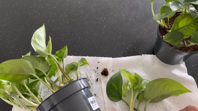 Propagation - Epipremnum Global Green