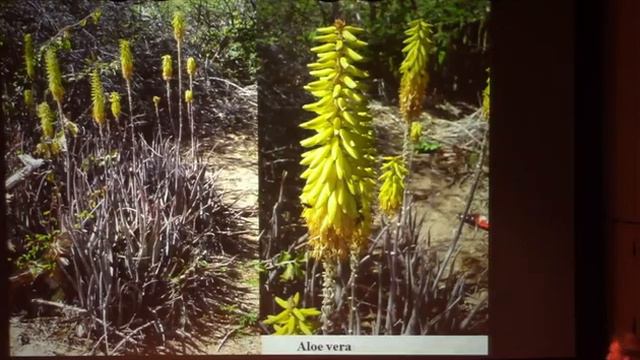 Len Newton, "Succulent Plants and People in Africa" смотреть онлайн