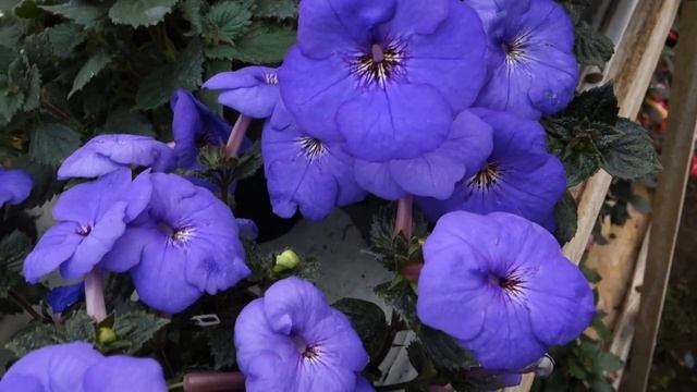 Ахименес Oviksfjallen смотреть онлайн